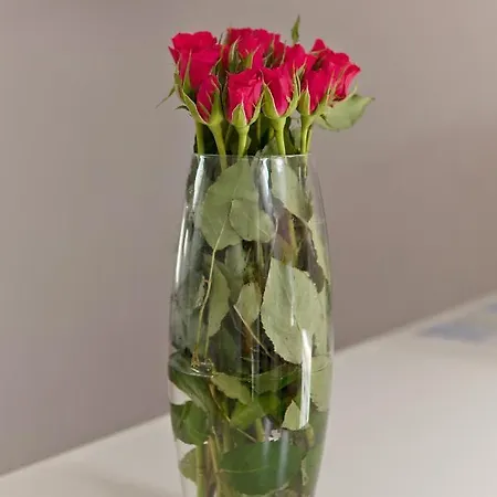 Rory דירה זאדאר